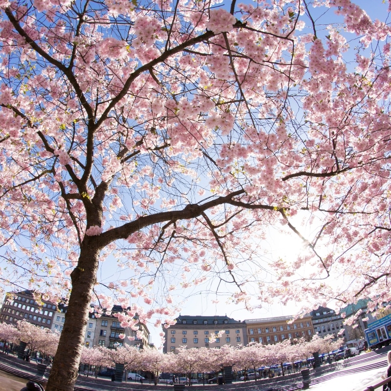 An image of a cherry tree in blossom
