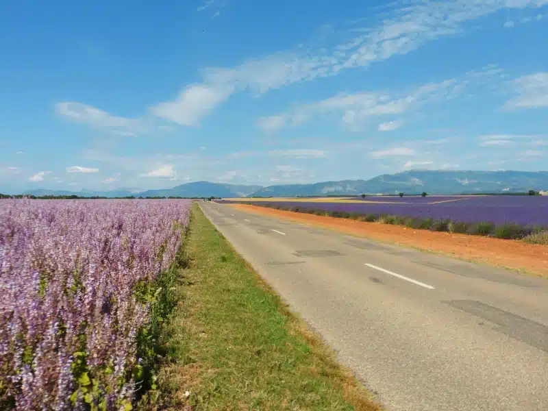 road in france lined with lavender and flower fields