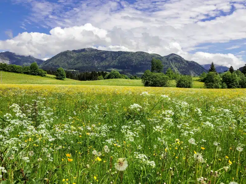 wildflowers in a grassy meadow