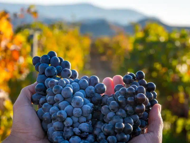 black grapes at harvest time in front of fall vines