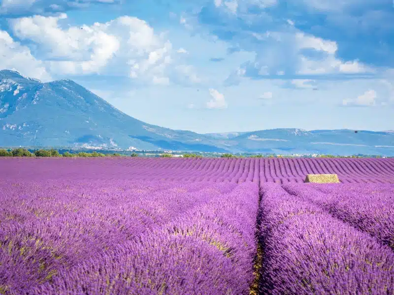 Lavender field in bloom