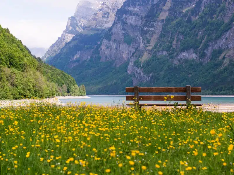 A field of ywllow wild flowers with a wooden bench in front of a lake and large wooden mountains.