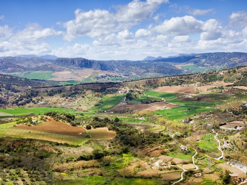 The lansdacpe of Andalucia Spain with fields of silver-green olive trees and mountains in the background