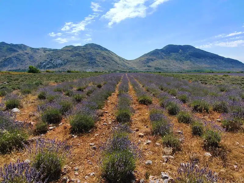stony field of blooming lavender bushes in lines with mountains in the background