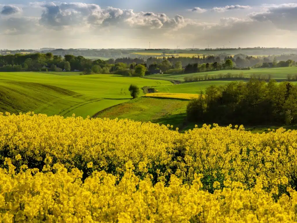 green and yellow rolling fields interspersed with trees