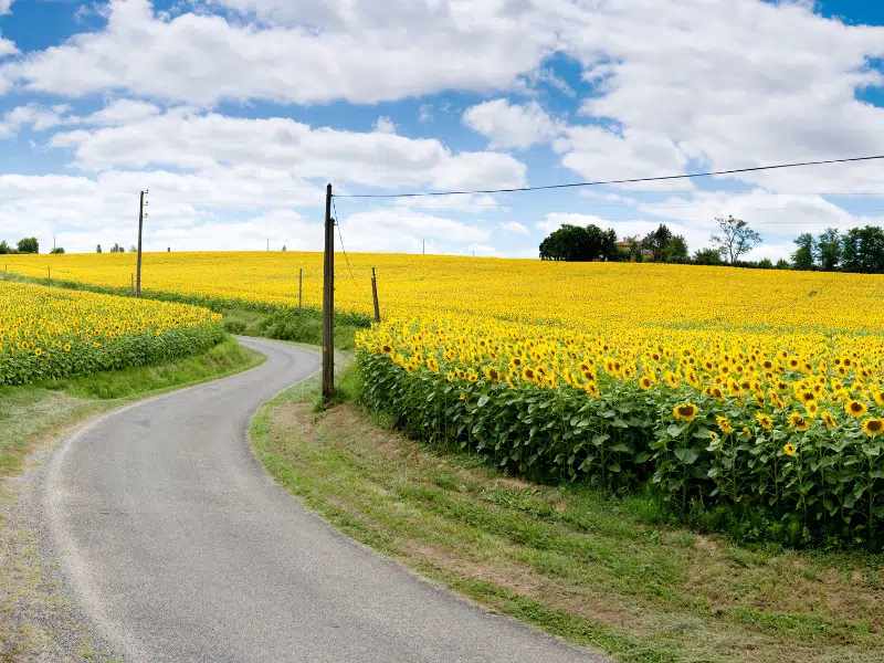 A country road in Germany surrounded sunflower fields