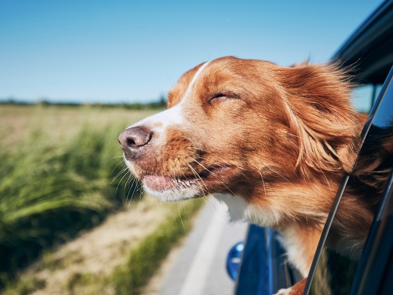 A dog hanging it's head out of a moving car window