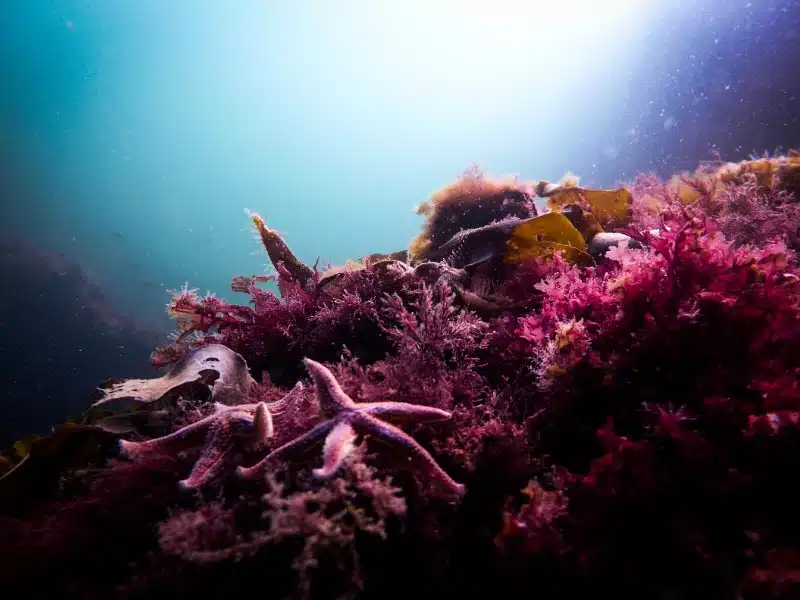 underwater starfish and pink corals