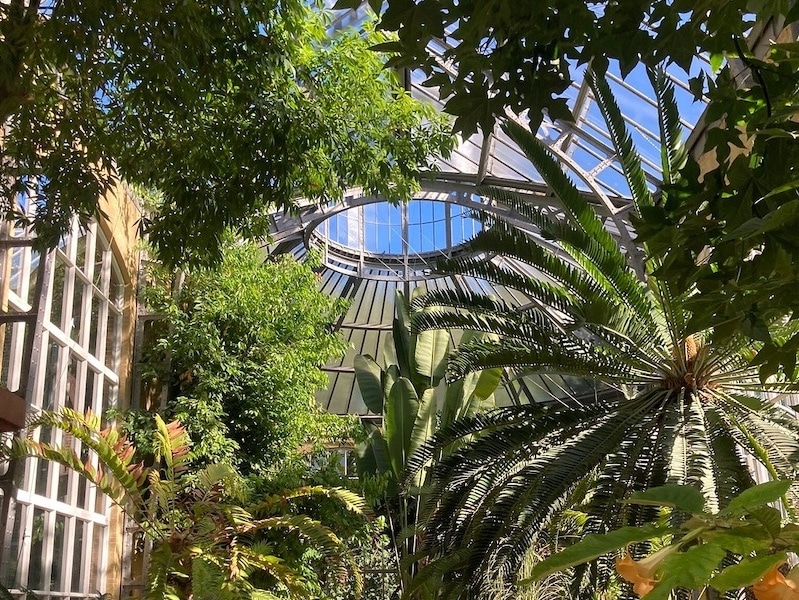 Tropical plats in a huge glasshouse