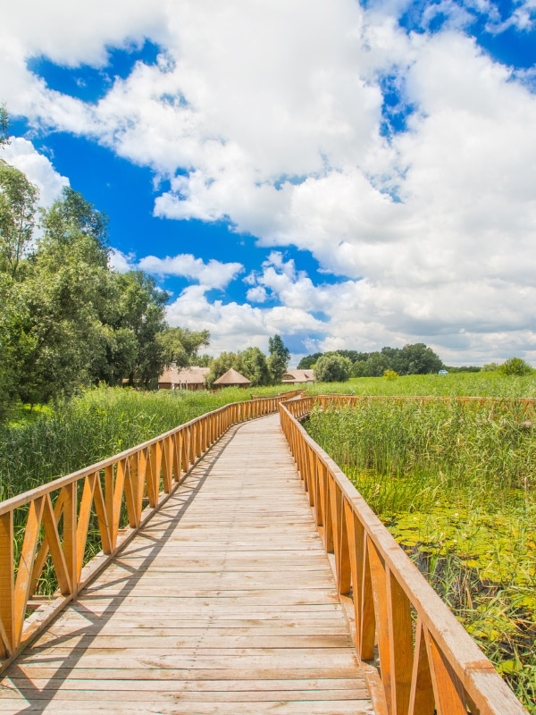 Wooden boardwalk with ails through water reed