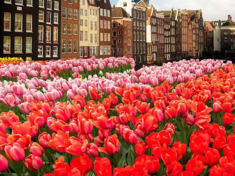 a row of tall terraced house with hundreds of colourful tulips in front