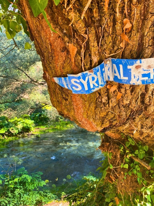 gnarly old tree with a blue sign and background of bright turquoise water and green plants