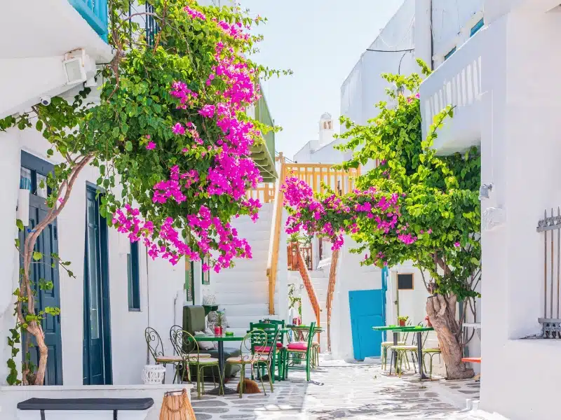 pink flowers against white and blue buildings around a courtyard