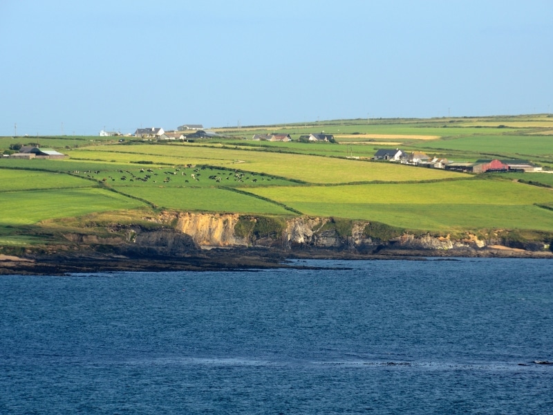 View from the sea of green pastures with cows grazing and farmhouses in the distance