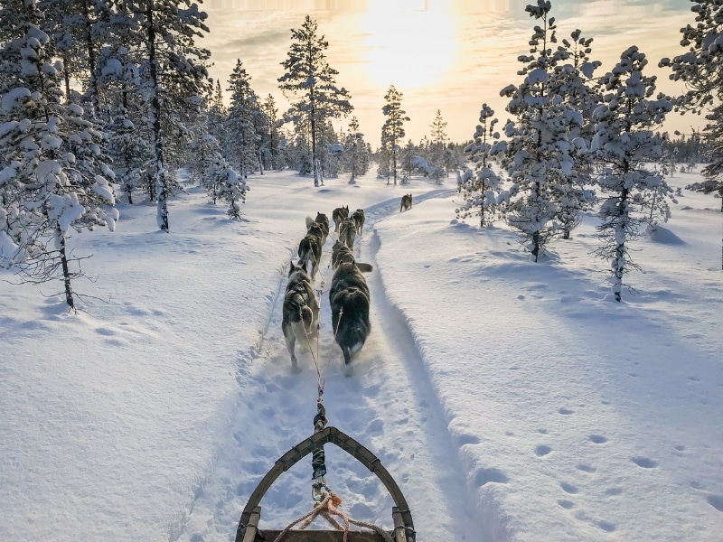 team of husky dogs pulling a sled through teees and snow