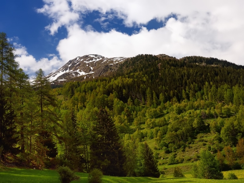 Forested hills