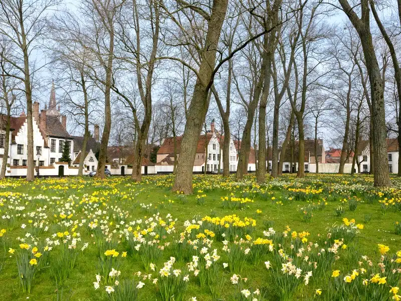 a square surrounded by white buildings filled with trees and daffodils amongst grass
