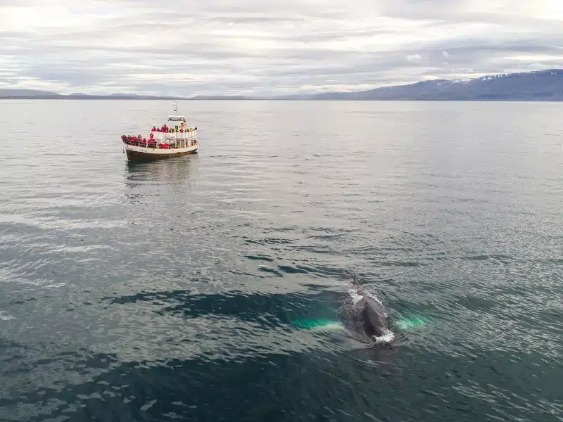 whale watching boat and nearby whale just breaking the ocean's surface