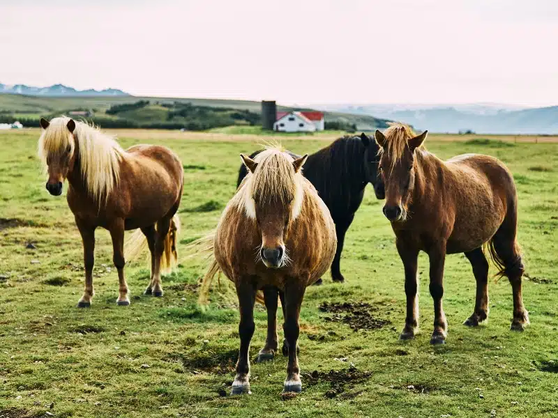 Icelandic horses in a field with traditional red roofed building behind