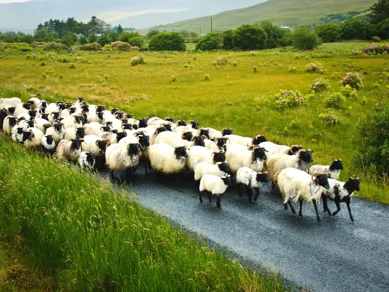 herd of sheep on a road surrounded by green fields