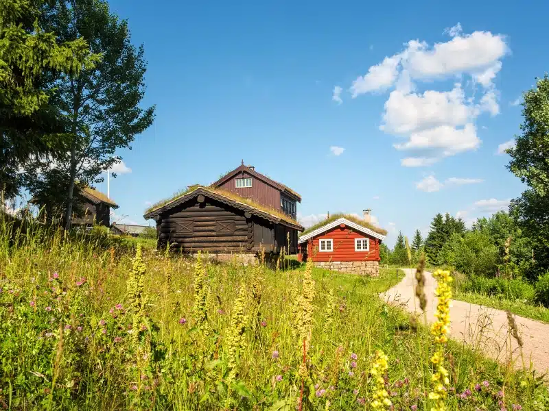 red and brown Norwegian houses with turfed roofs surrounded by grass and wildflowers and a gravel path