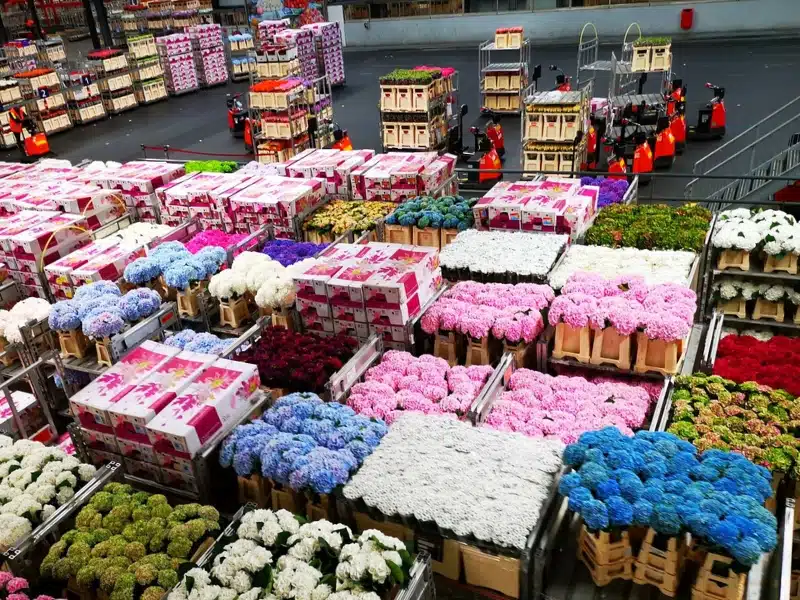 many crates and buckets of flowers or sll types in a large warehouse 