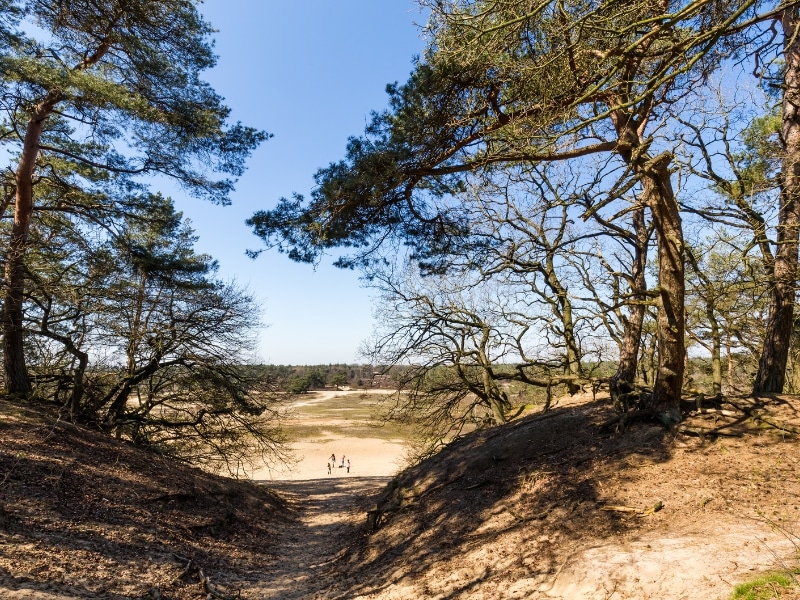 people walking on a sandy path leading through large trees to a forest beyond