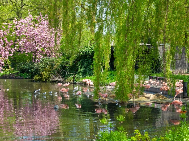 pink flamingoes in a pond under a willow tree in Amsterdam Zoo