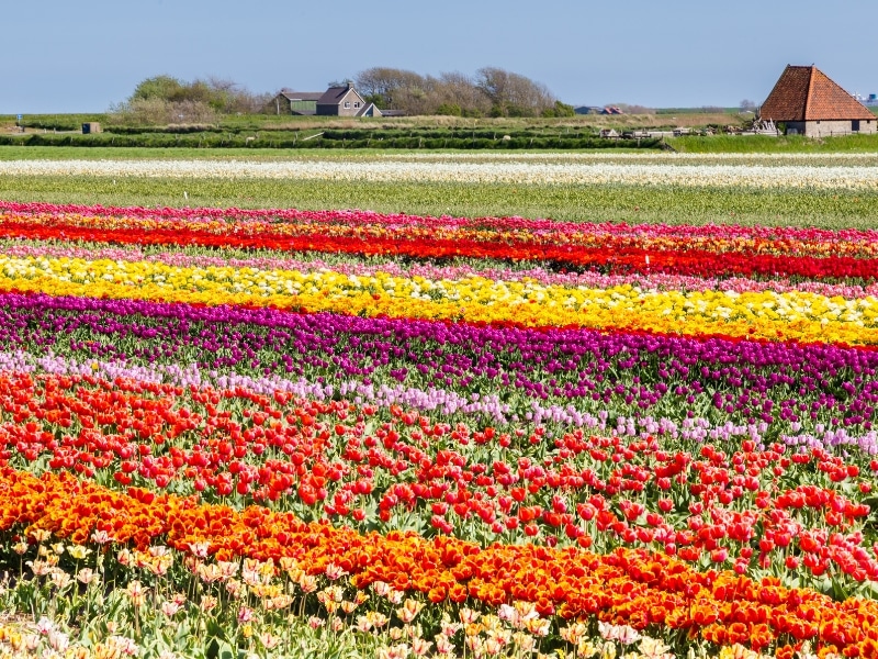 rows of red, pink and yellow tulips with canal buildings in the distance