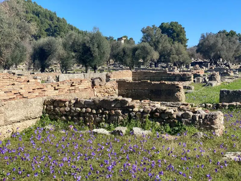 small purple flowers growing in grass surrounding ancient Greek ruins and olive trees