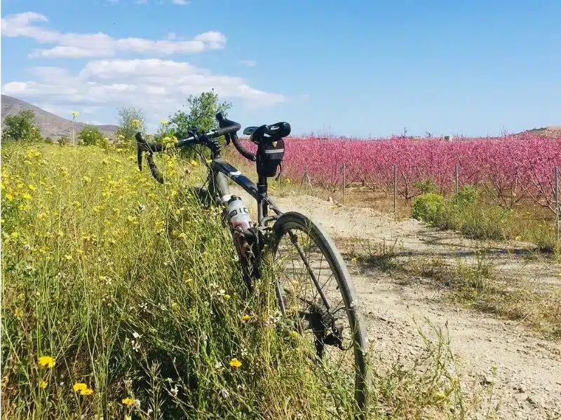 bike resting against a bank of ywllow wildflowers with a field of cherry blossom on the other side of the stony track