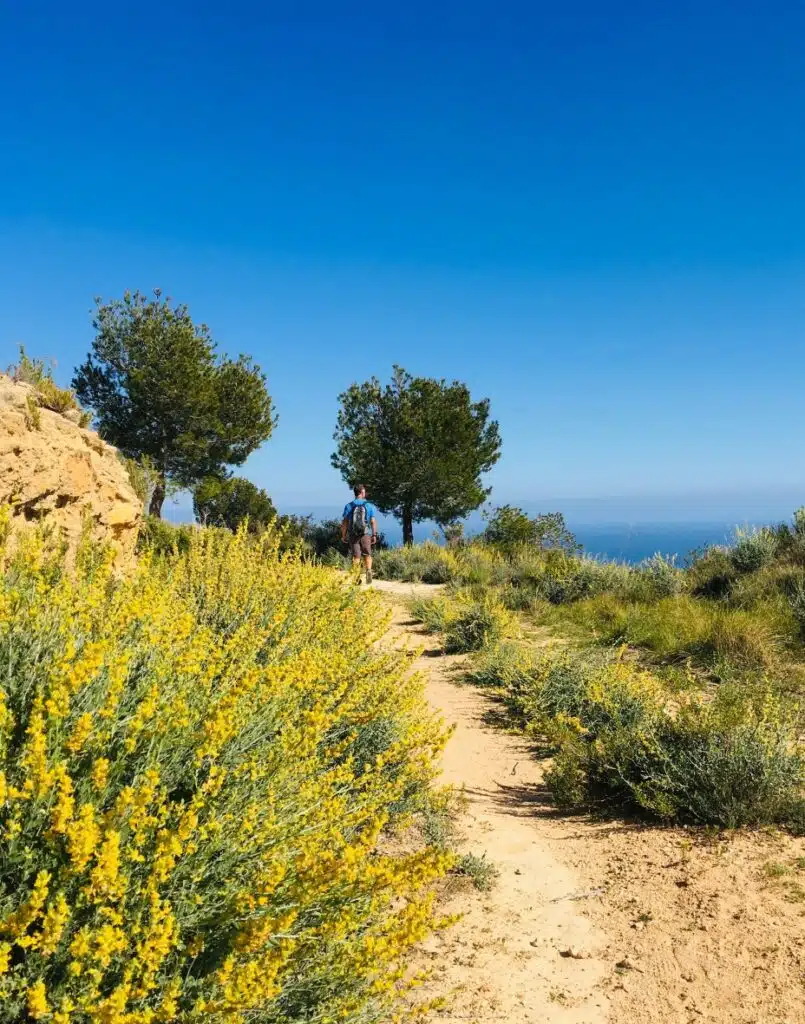 Man walking a stony path surrounded by yellow wildflowers and trees with the sea in the distance