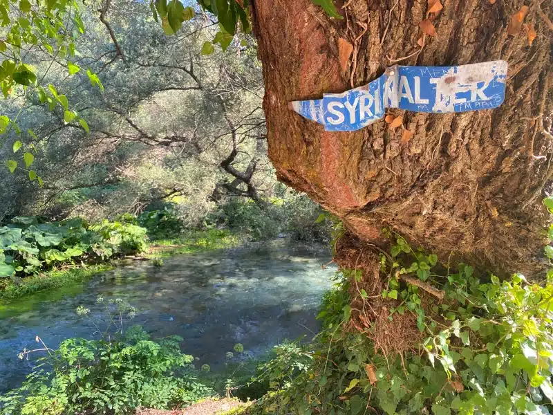 Blue metal sign nailed to a large tree above a green and blue river
