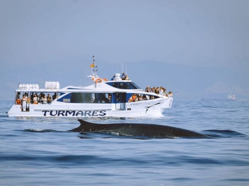 small white boat with passengers at sea and a whale in the foreground