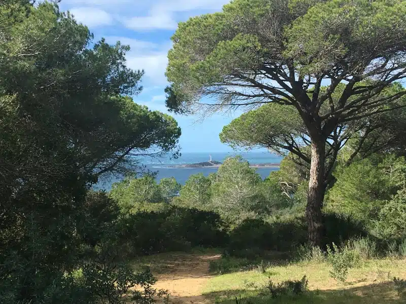 Distant view of the ocean and a lighthouse through coastal pine trees along a sandy path