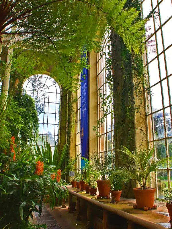 inside a Victorian glass house with large ferns and tropical plants
