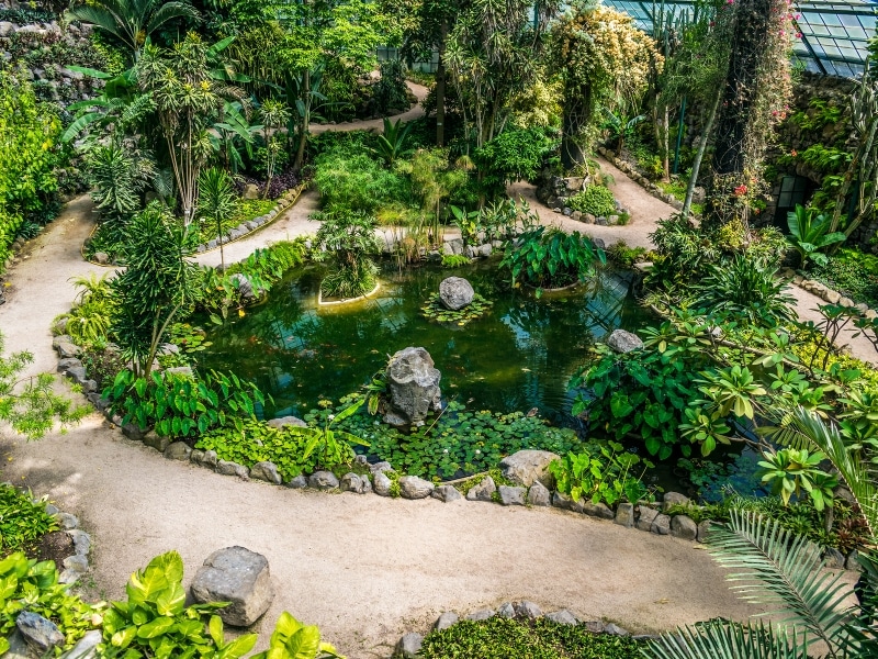 tropical and leafy plants in a greenhouse