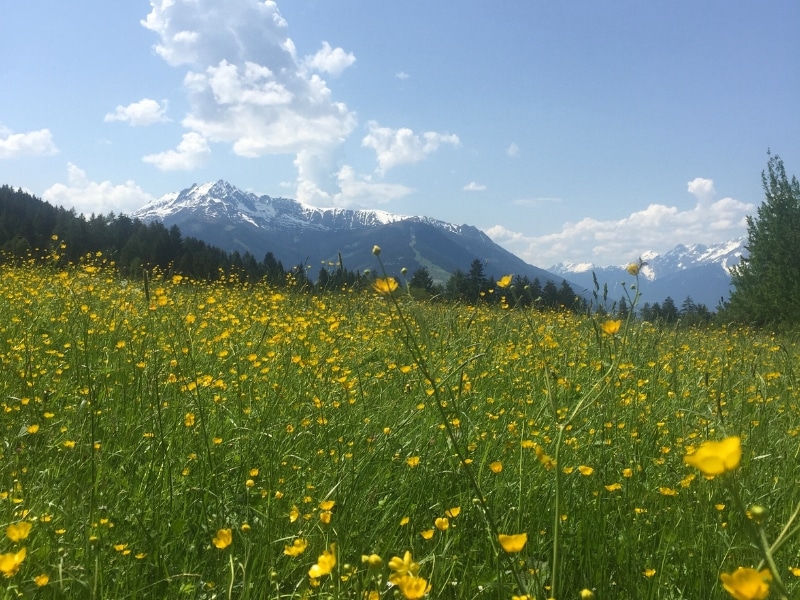 yellow wildflowers in an alpine meadow
