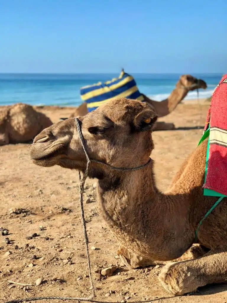 camels covered in colourful rugs on a beach with the sea in the background