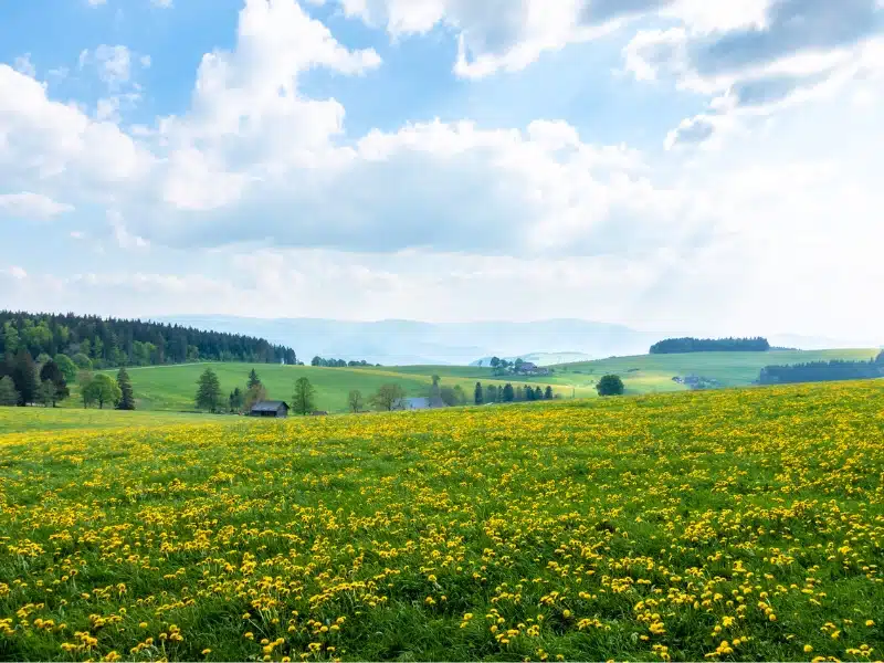 things to do in the Black Forest