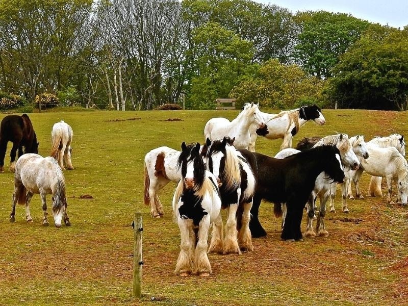 large black and white horses in a field with trees in the background