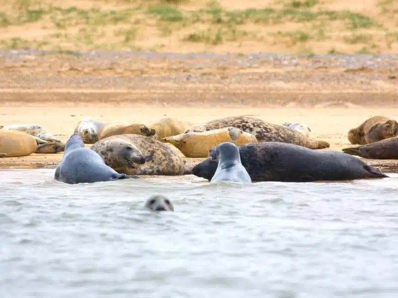 seals lounging on a beach
