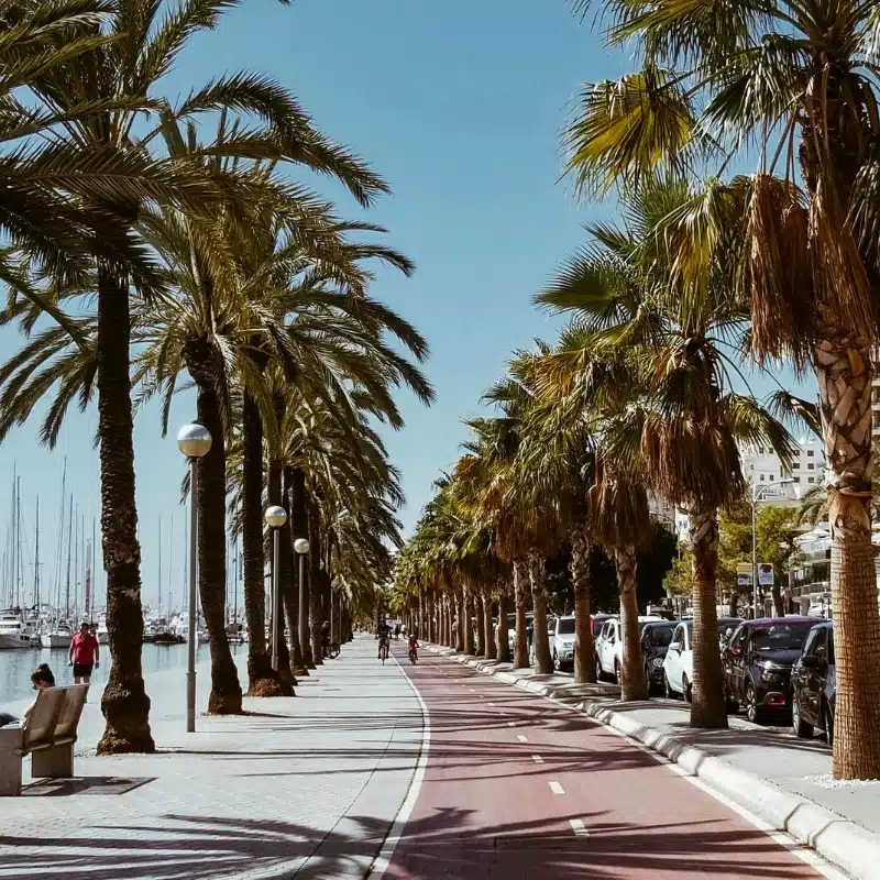 pavement and cycle path lined with palm trees alongside a marina