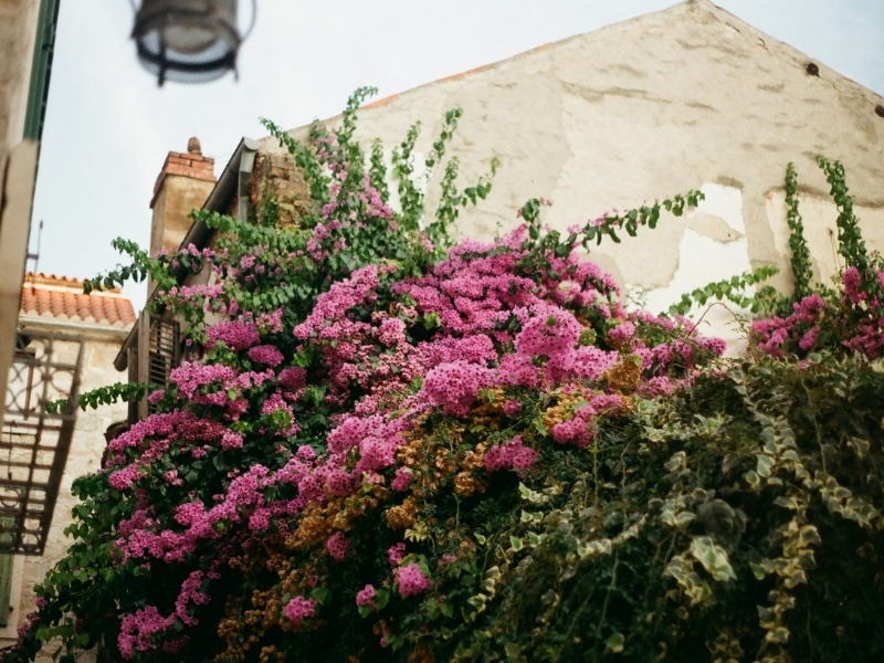 pink bougainvillia on the side of an old house