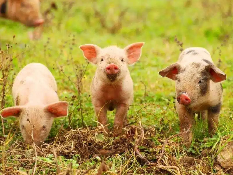 three piglets in a field