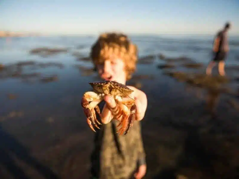 child holding up a crab whilst standing in sea water