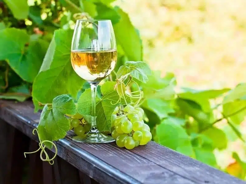 glass of white wine on wooden shelf surrounded by grapes and vines