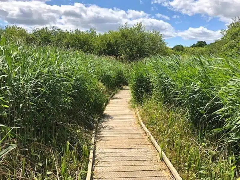Tall reeds along a wooden boardwalk with tress in the distance