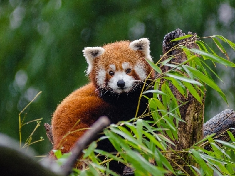 cute animal in a bamboo tree