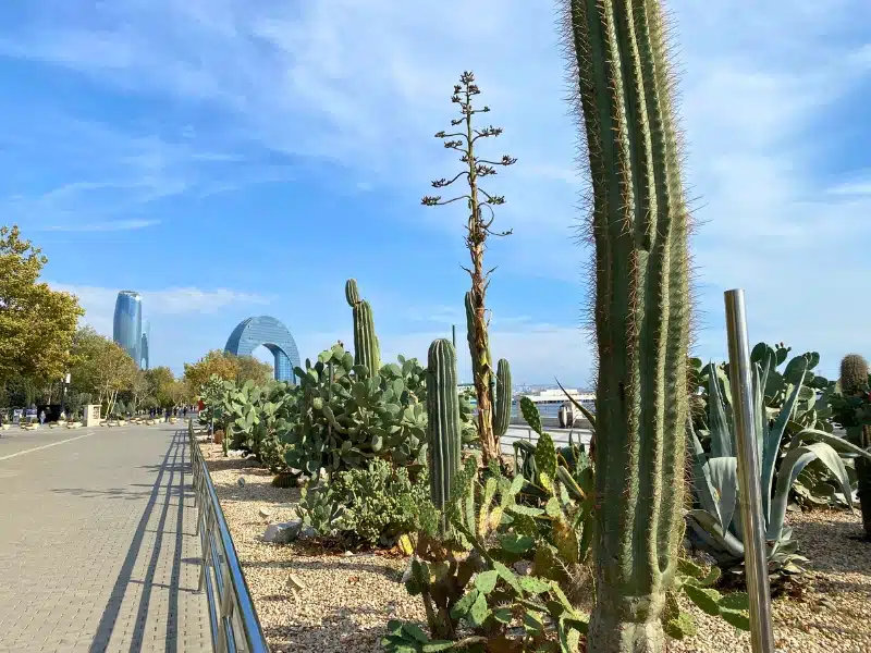 cacti and other plants in a gravel bed with modern glass buildings in the distance.